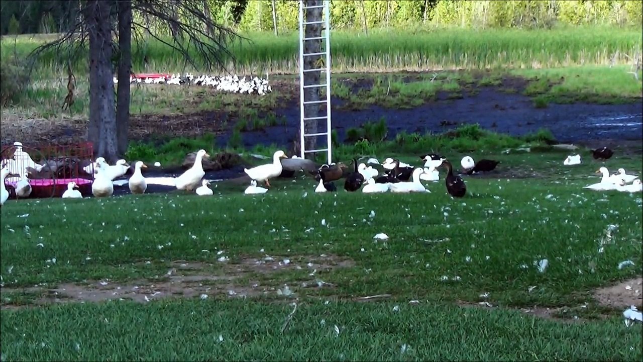 Ducks Coming Home From The Lake