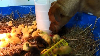 Really Big Dog Gets New Super Cute Ducklings