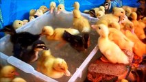 Super Cute Video Of Ducklings Swimming For The 2nd Time