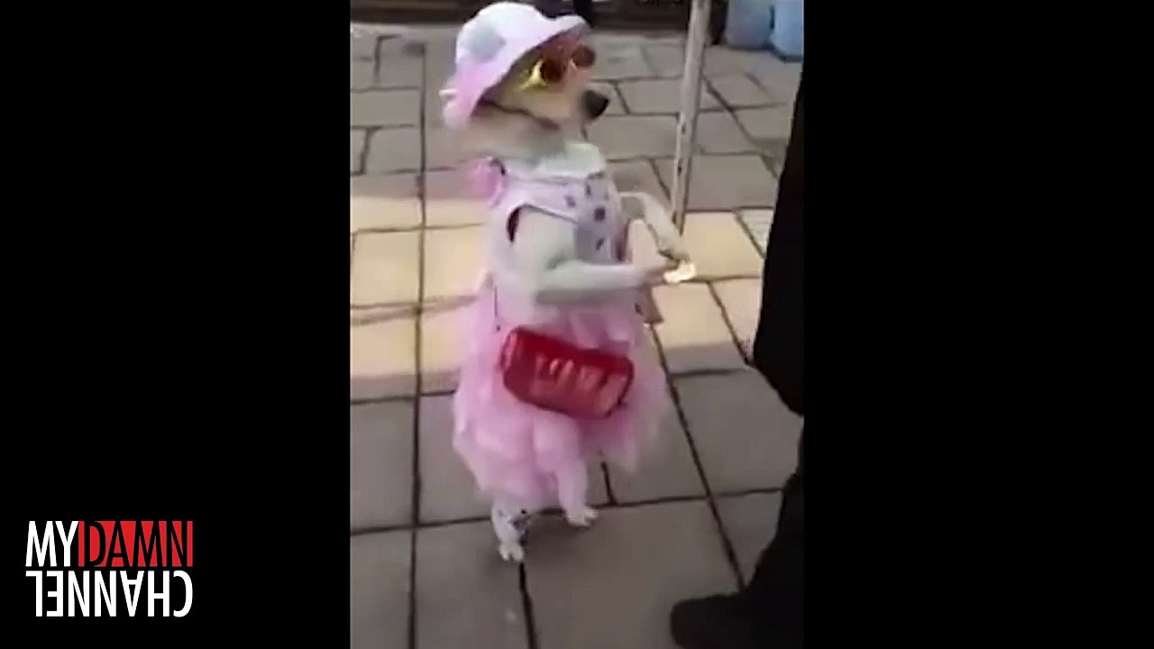 Craigslist Chronicles- Blond Frisbee Chaser