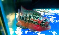 King Kamfa Flowerhorn Cichlid Fish
