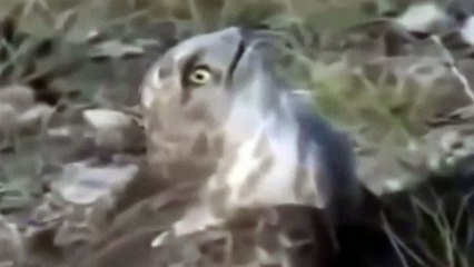 Lions Vs Hyenas Terrible Fight - Leopard vs Eagle a terrible fig