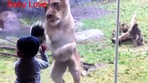 Funny Zoo Animals Try To Attack Kids at the zoo - Funny Animals videos