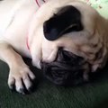 Pug Dog - Cute Puppies with Dogs