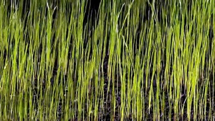 Soap&Skin - Marche Funèbre