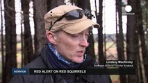 Συναγερμός στη Μεγάλη Βρετανία για τους κόκκινους σκίουρους