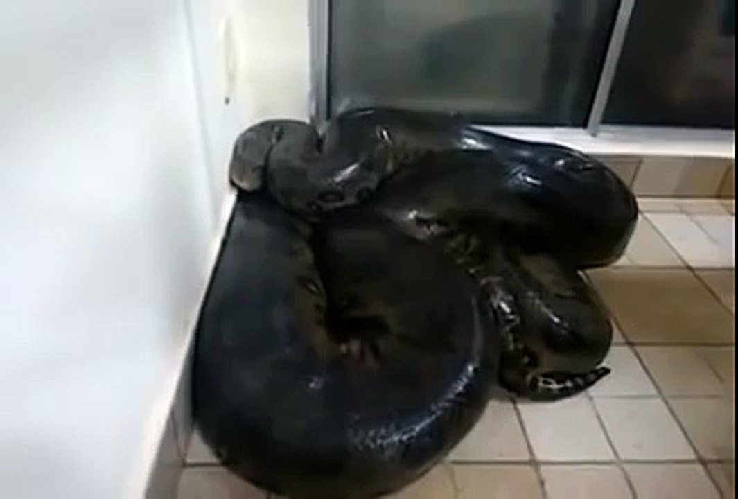 Cet homme se retrouve face à face avec un anaconda géant