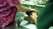 Şişko Kedinin Veteriner Korkusu