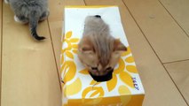 ティッシュ箱楽しすぎるニャ　baby cat in the box