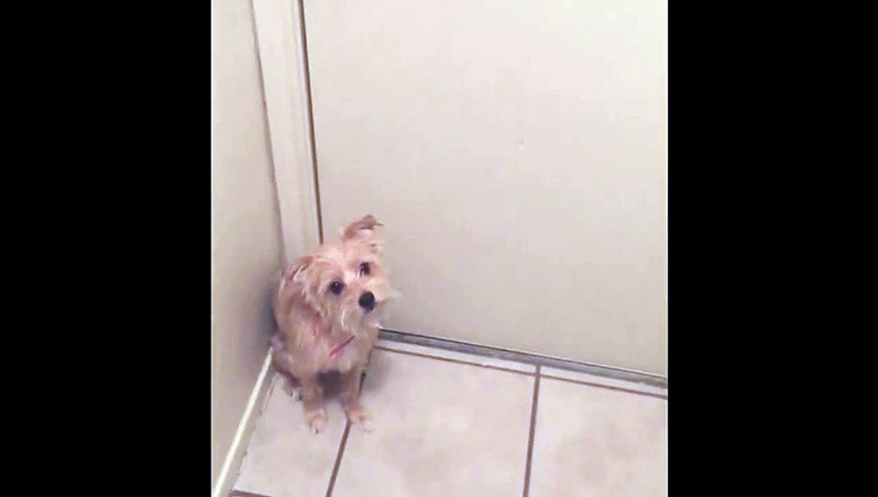 Dog Won't Let Owner Leave The House