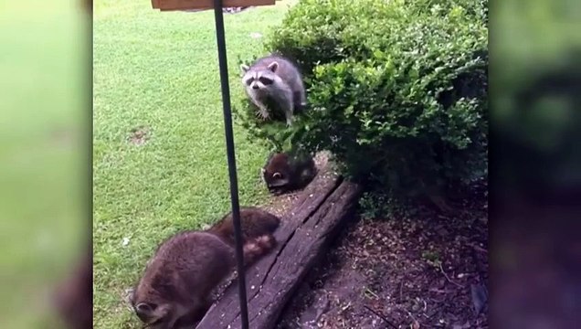 Ice Bucket Challenge Gone Wrong - Ice Bucket Challenge Fail