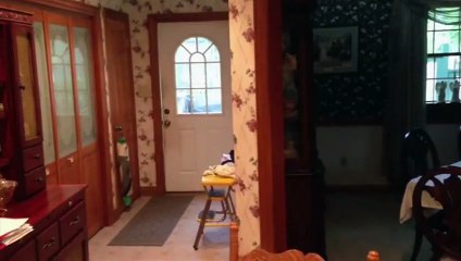 ZEUS - Amazing German Shepherd - "Close the door"