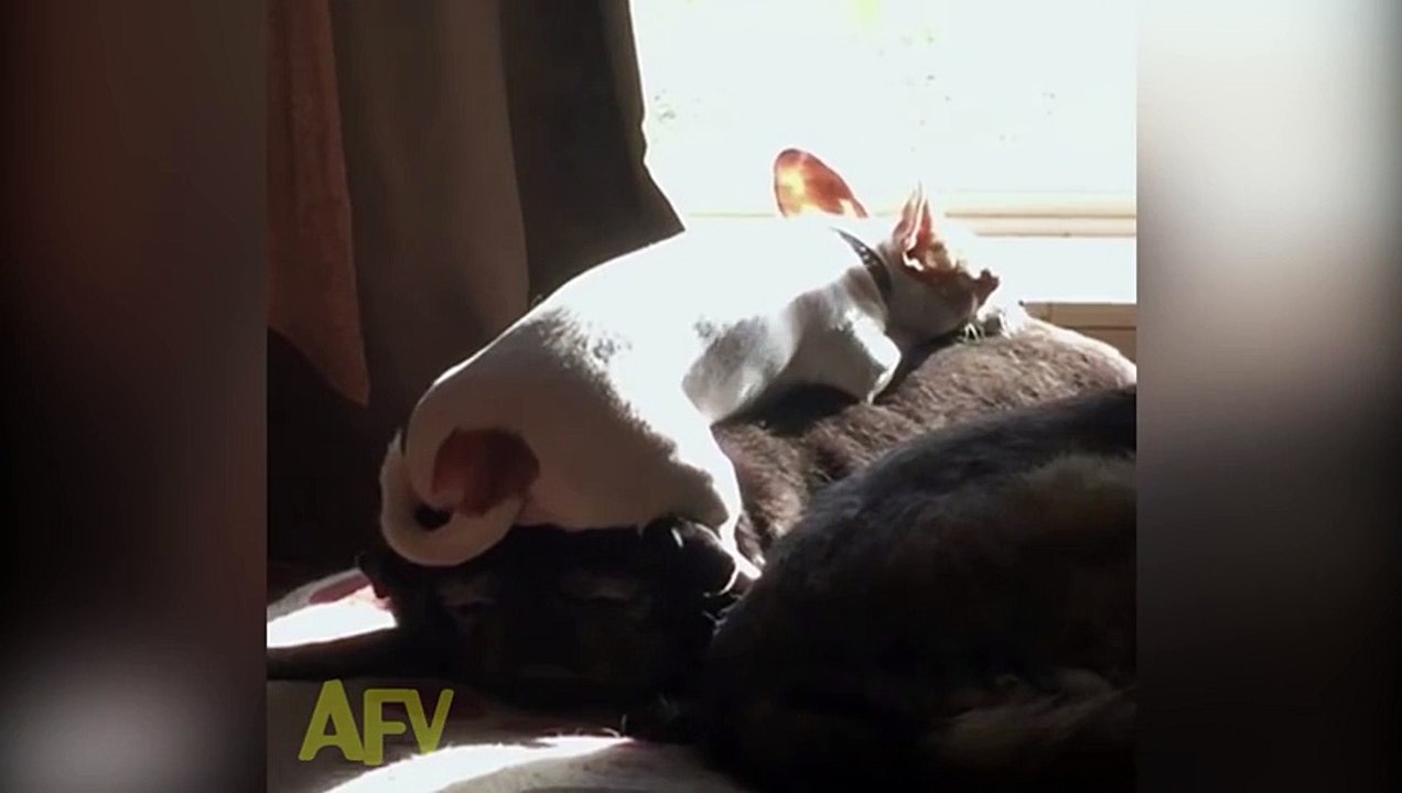 Chihuahua puppies cuddle adorably during nap