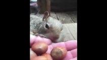 Hungry Pet Squirrel Stores Up Acorns For Winter