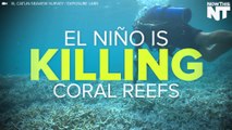 Coral Reefs Are Rapidly Dying Because of El Niño