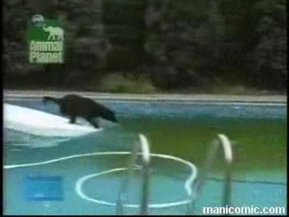 Perro_piscina