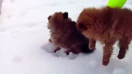 Pomeranian puppies play in the snow