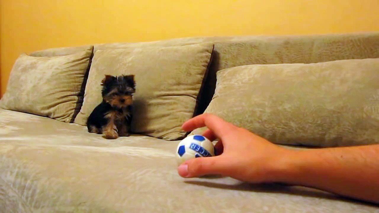 Ils placent un jouet flambant neuf devant leur yorkshire. Et quand le jouet couine ? Oh mon dieu.