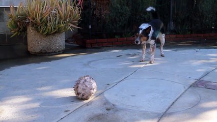 Meet Jumpy - The Smartest Dog In The World