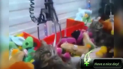 Sadece zarar bak şok, olaylar, aptal Uygulama.