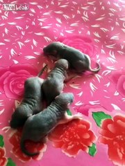 Man Films Himself Eating Live Baby Rat, Internet Responds With Fury