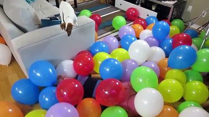 PUPPY PLAYING WITH BALLOONS!
