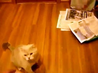 ИГРА СОБАЧКИ И КОТА
