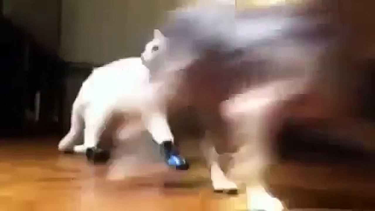 Кот в ботинках