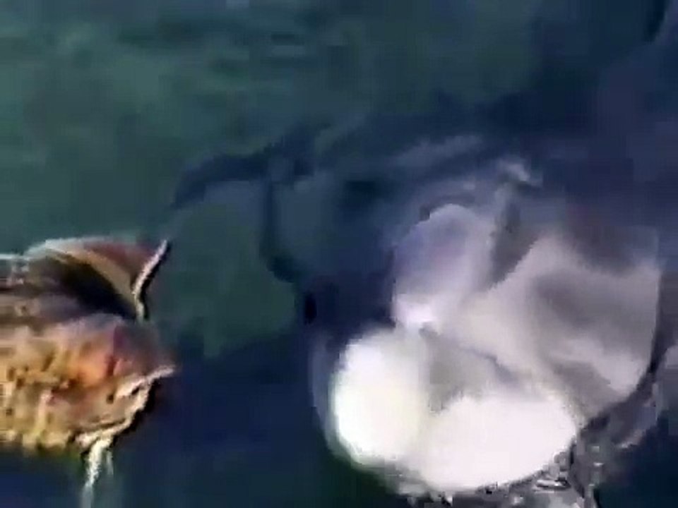 Кот дружит с дельфином