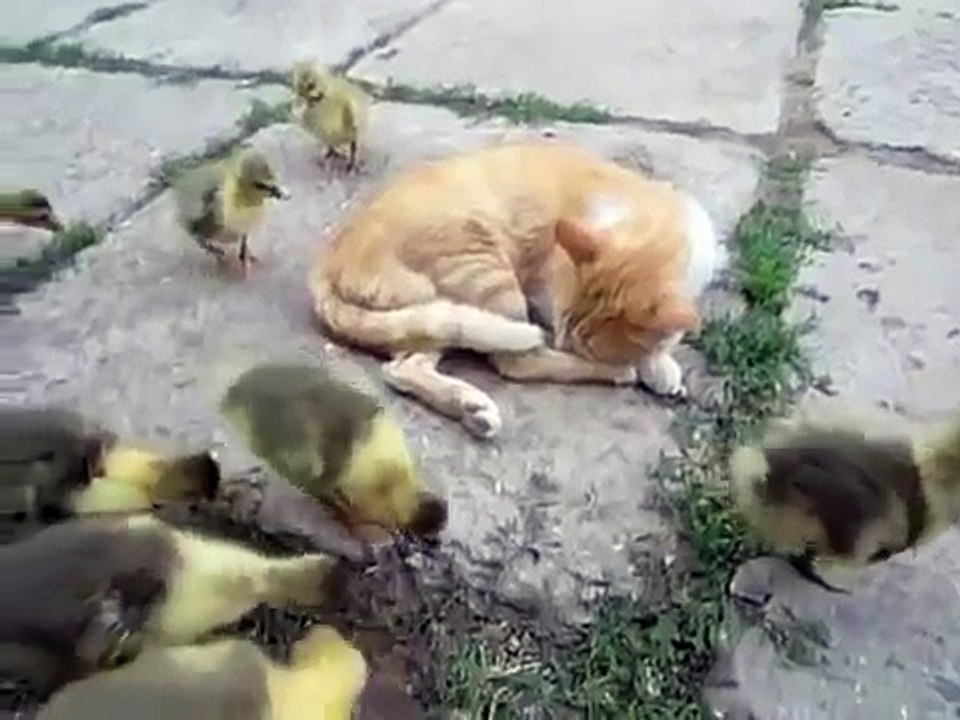 КОТ И ГУСЯТА