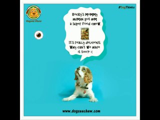 The Secret Thoughts in your Dog’s Mind