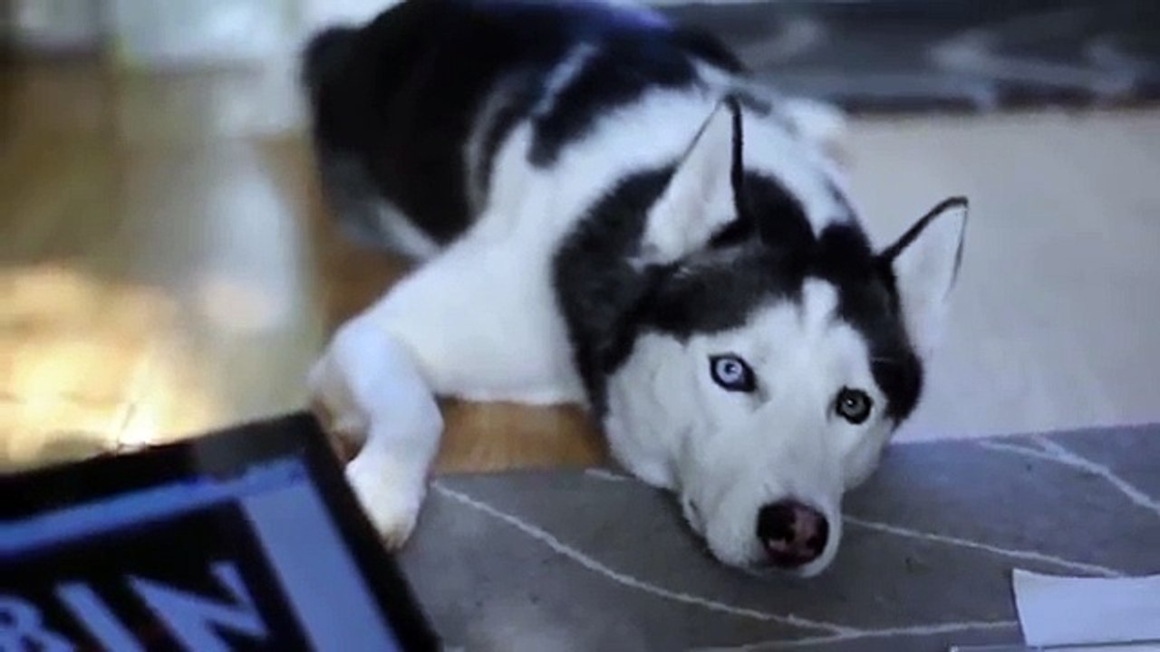 Siberian Husky