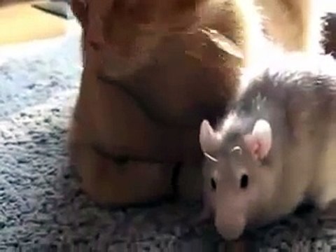 КОТ И КРЫСА лучшие друзья