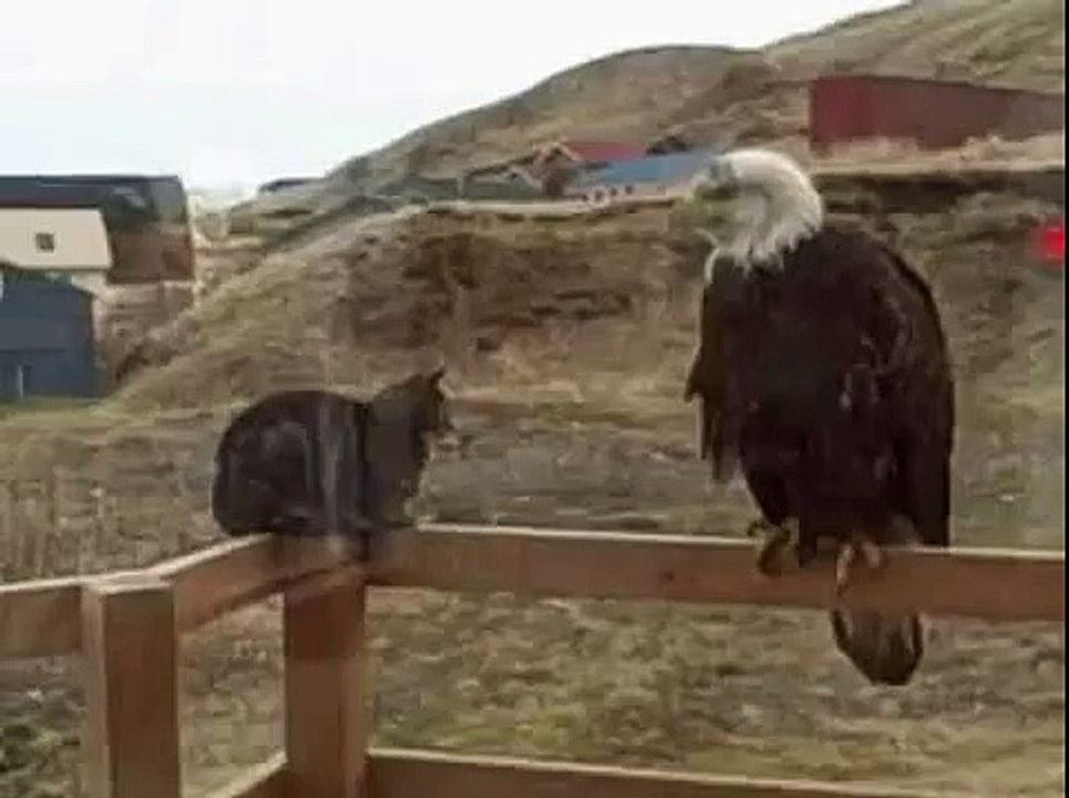 КОТ И ОРЕЛ