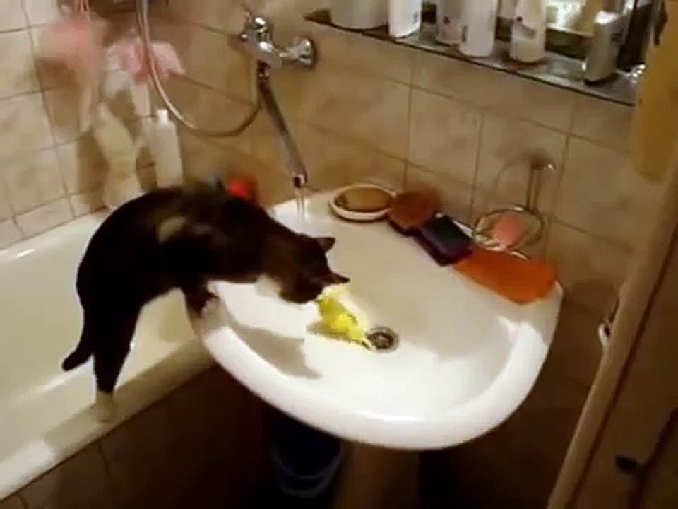 Кот и попугай в ванной