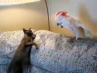 Кот и попугай