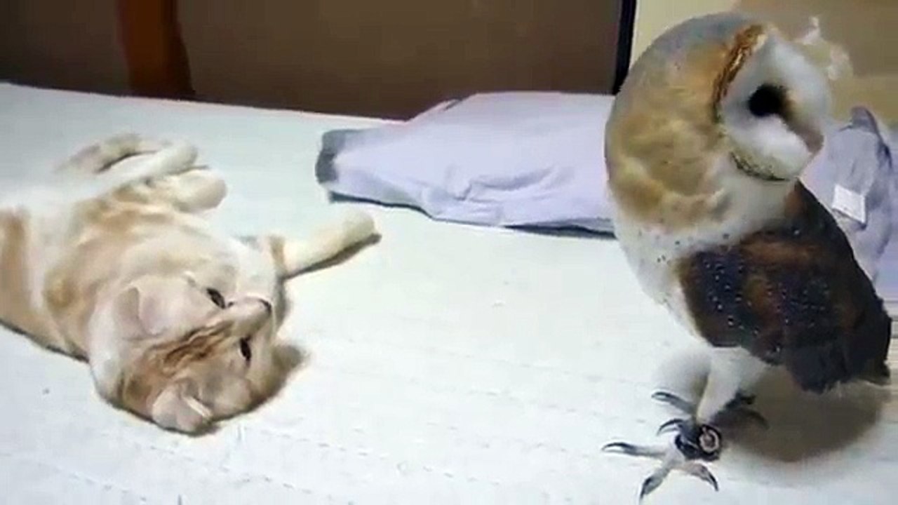 КОТ И СОВА....Ум и Совершенство