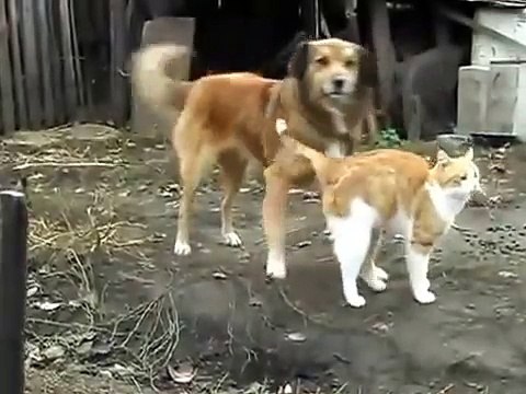 КОТЕНОК И ПЕС