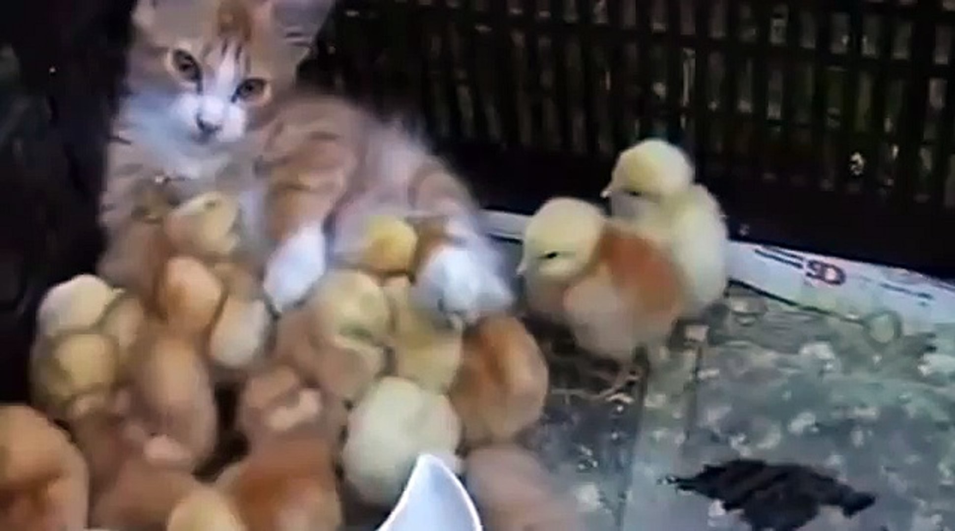 ⁣Котенок и цыплята