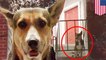 Loyal Texas dog heartbreakingly waits for his murdered owner for weeks