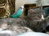 Sleepy cat and parrot Попугай мешает спать