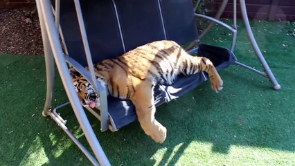 Крупный тигренок на расслабоне