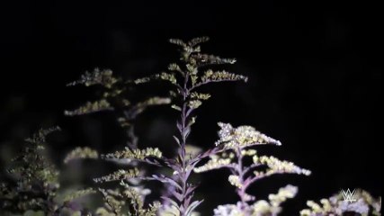 Bray Wyatt and the man in the woods׃ Superstar Ghost Stories