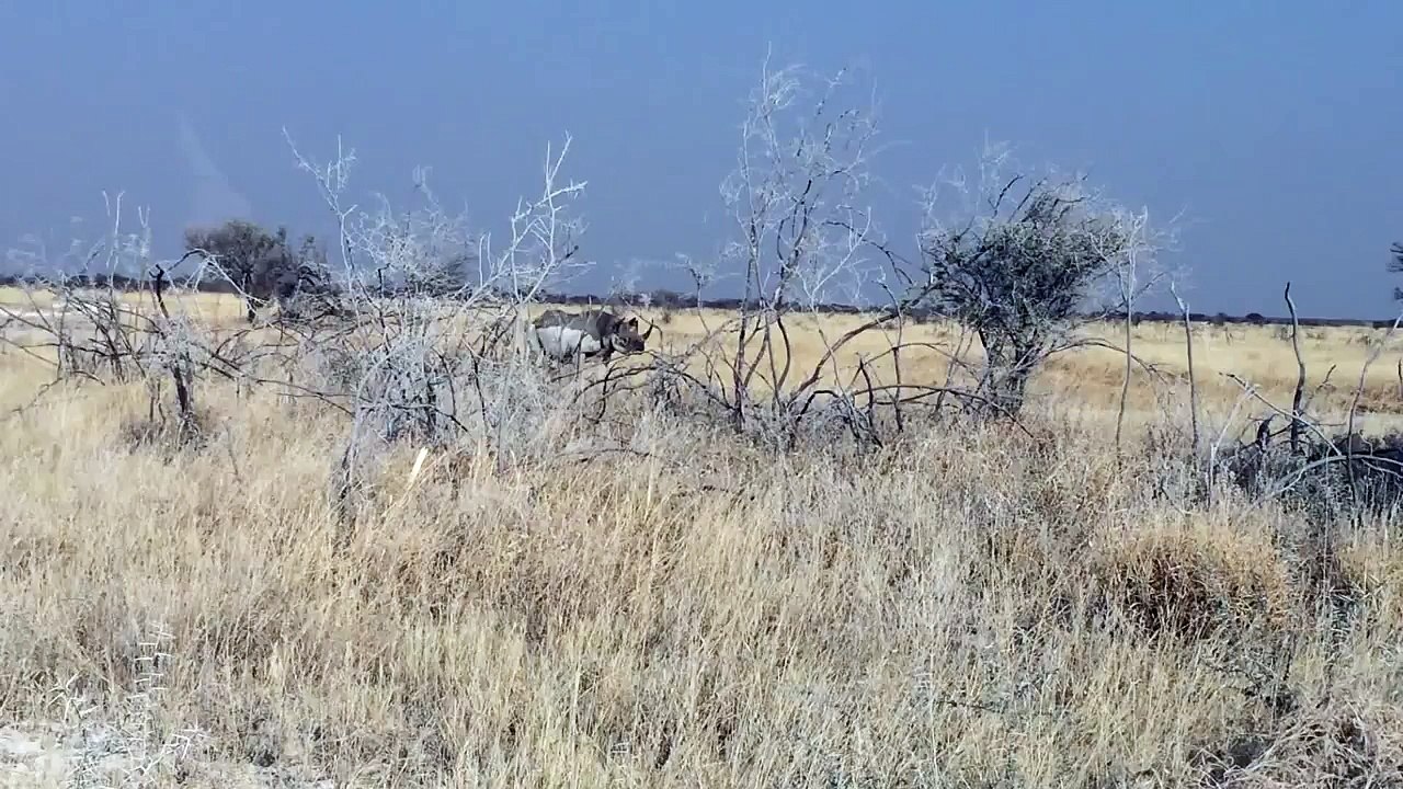 Crazy rhino attacks a car!!!