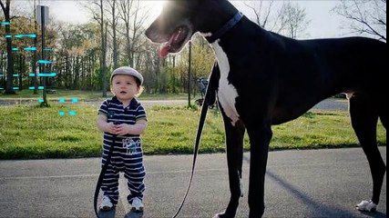 Babies and dogs take each other for a walk - Funny and cute compilation