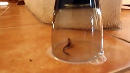 Akrepler Zorda Kalınca İntihar Eder.. Yok Böyle Bir Şey