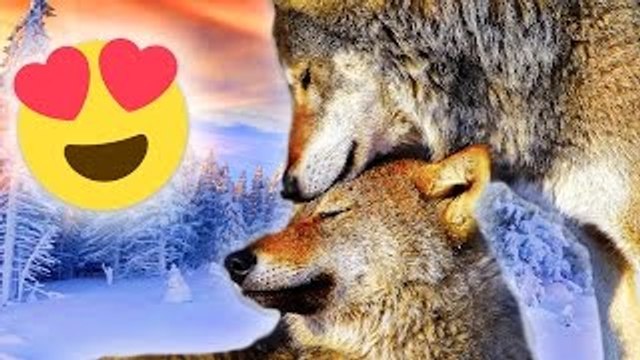 7 Animals That Are #RelationshipGoals