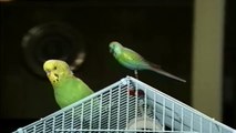 Parakeet Confesses His Love