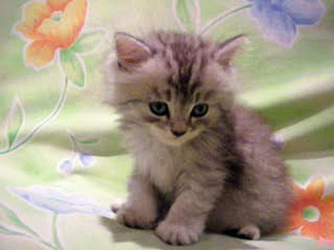 сонный котёнок