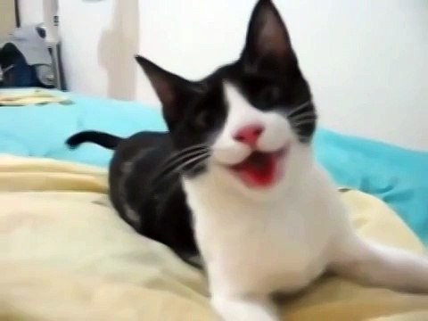 Собака, которая случайно родилась кошкой))))